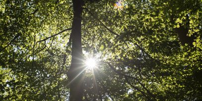 Palliativpflege, Senevita